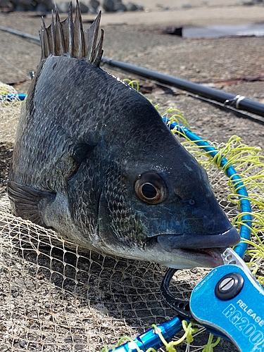 チヌの釣果