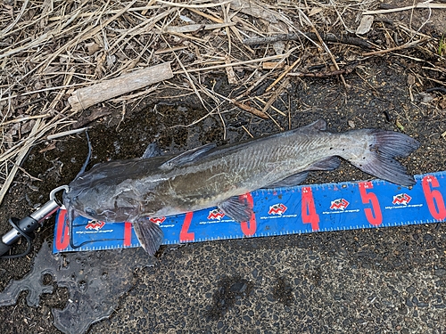 アメリカナマズの釣果