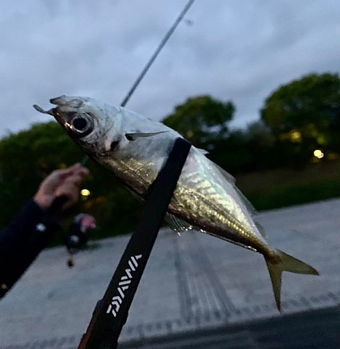 マアジの釣果