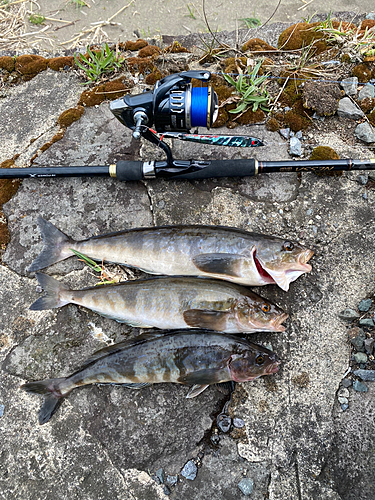 ホッケの釣果