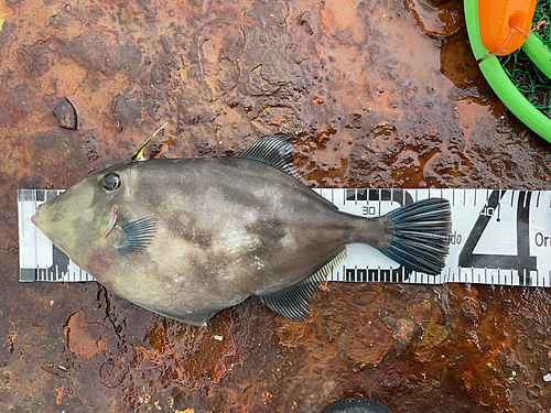 カワハギの釣果