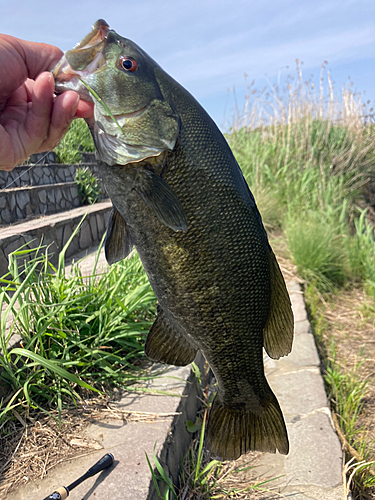 スモールマウスバスの釣果