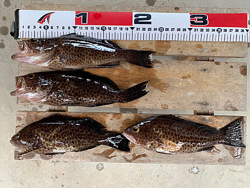 オオモンハタの釣果