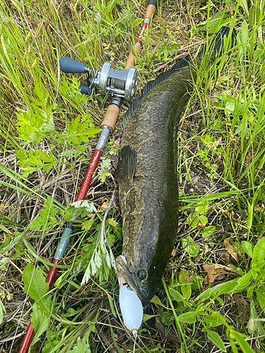 ライギョの釣果