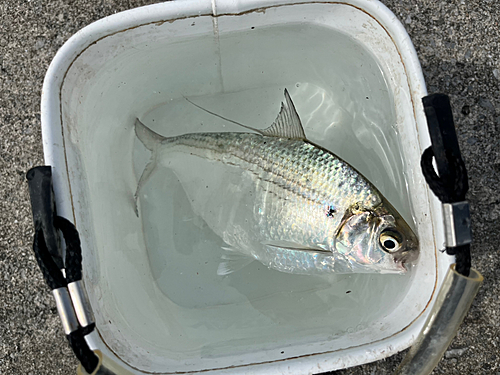 リュウキュウドロクイの釣果