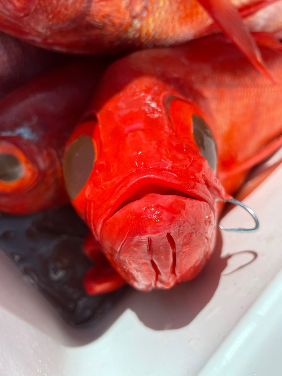 麻土果さんの釣果 3枚目の画像