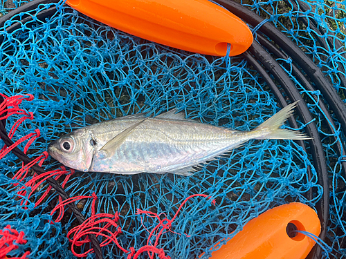 マアジの釣果