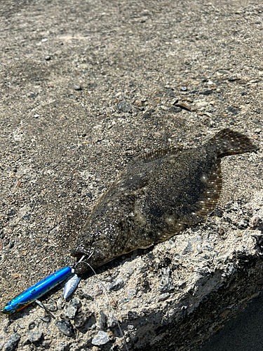 ソゲの釣果