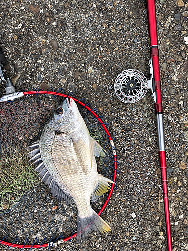 キビレの釣果