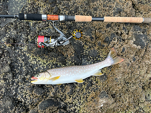 ウミアメの釣果