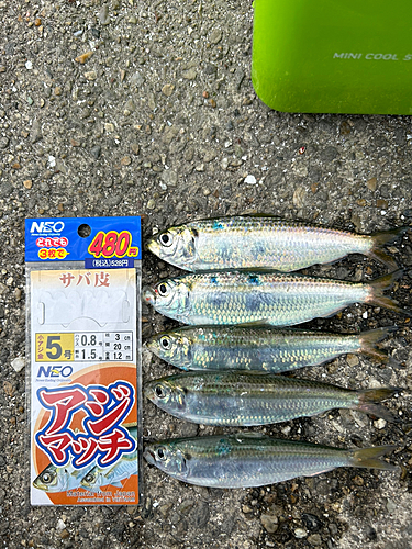 サッパの釣果