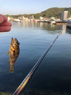 アカメバルの釣果