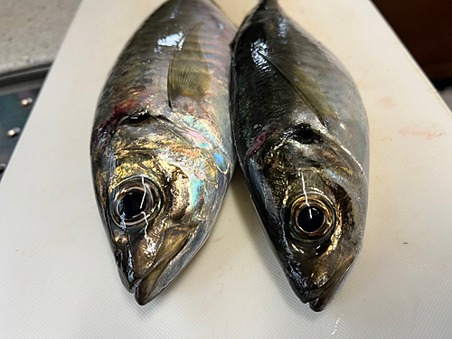 マアジの釣果