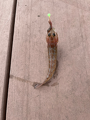 ハゼの釣果