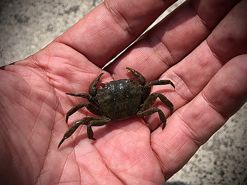 カニの釣果