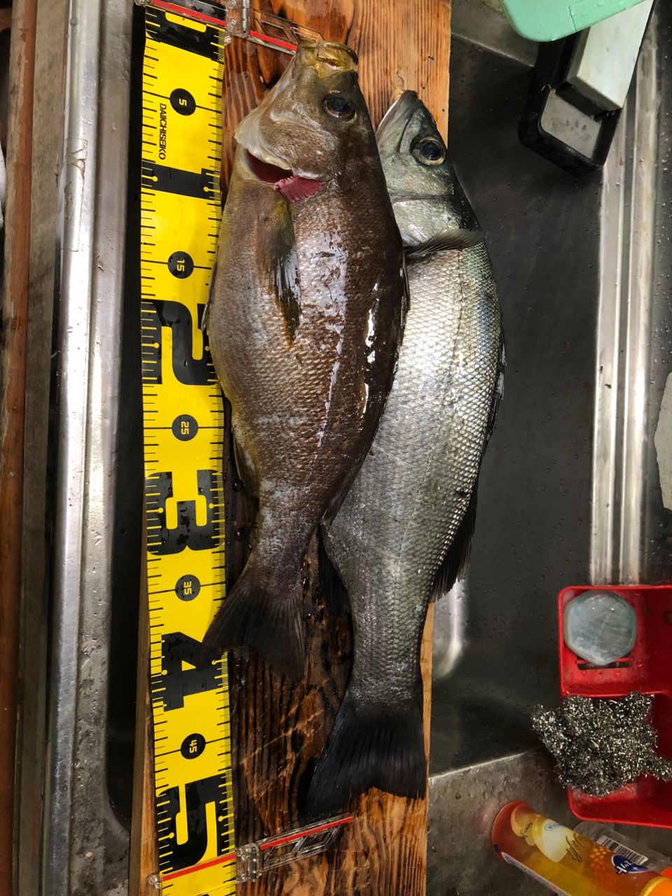 セイゴ（ヒラスズキ）