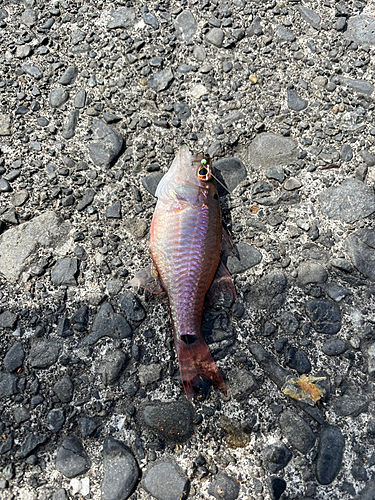 ネンブツダイの釣果