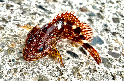 カサゴの釣果