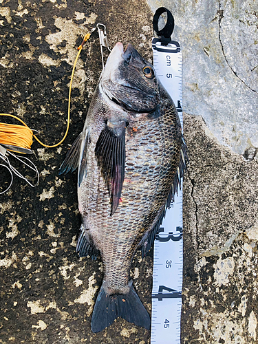 クロダイの釣果