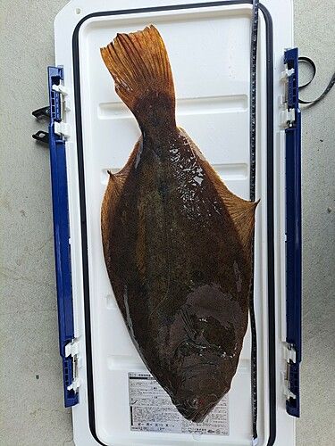 ヒラメの釣果