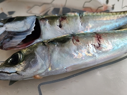 サバの釣果