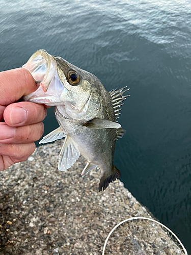 ハネ（マルスズキ）の釣果