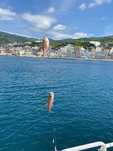 ネンブツダイの釣果