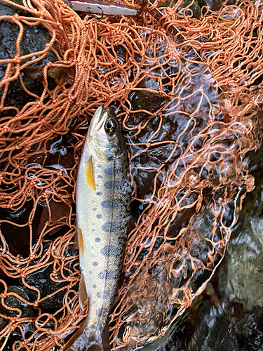 ヤマメの釣果