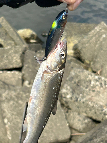 マルタウグイの釣果