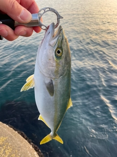 イナダの釣果