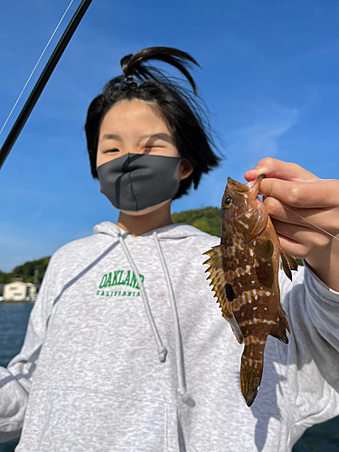 アコウの釣果