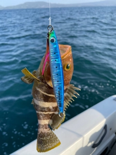 アオハタの釣果