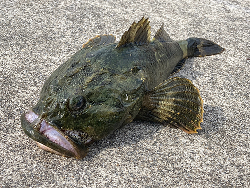 カジカの釣果