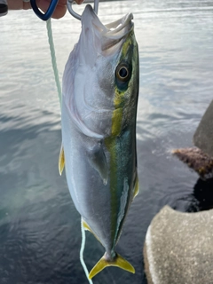 イナダの釣果