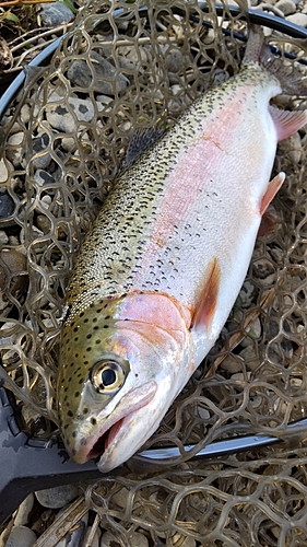 ニジマスの釣果