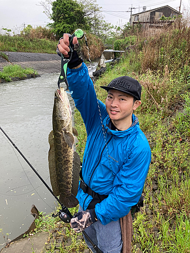 ライギョの釣果