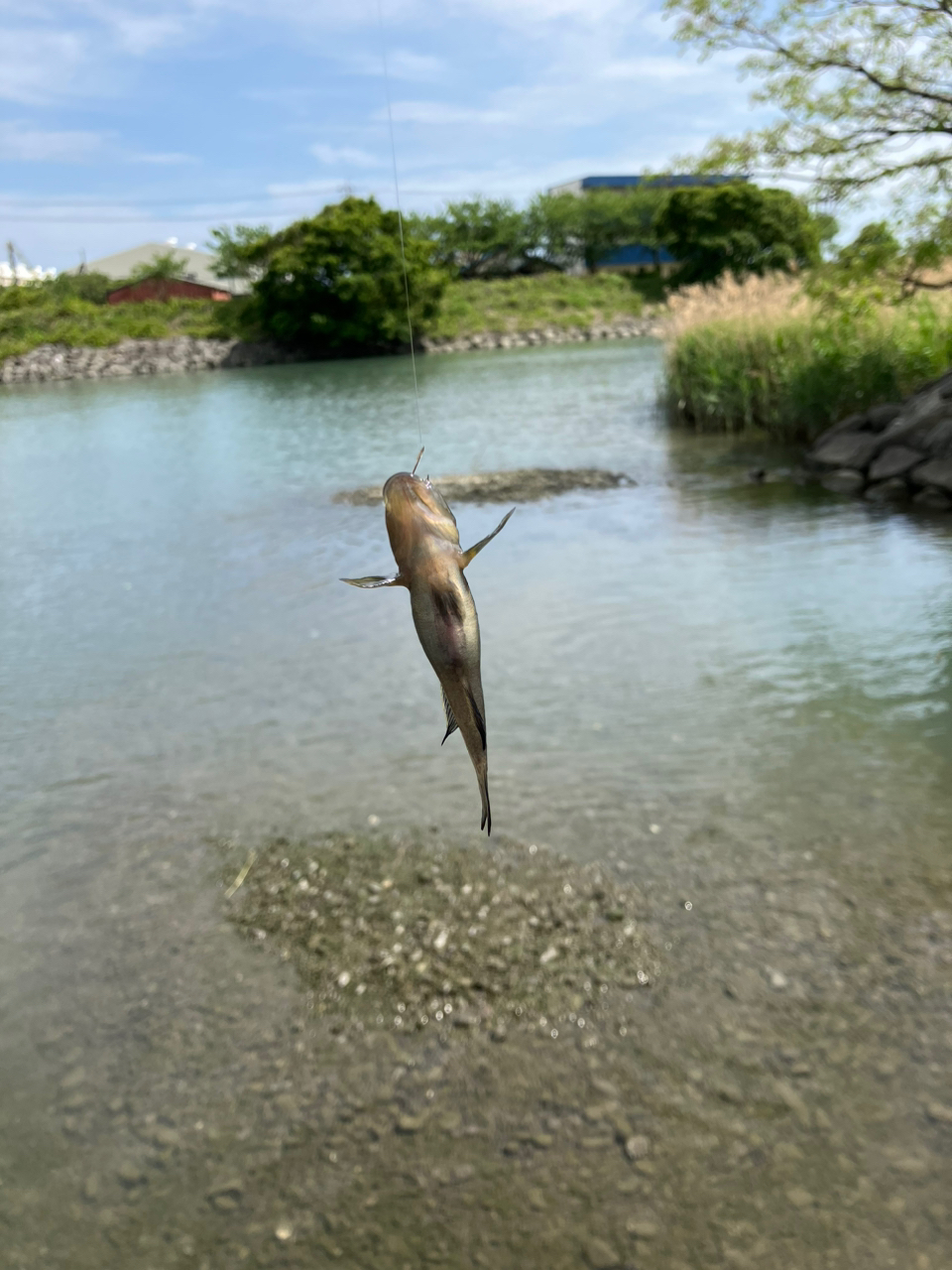 カジカ