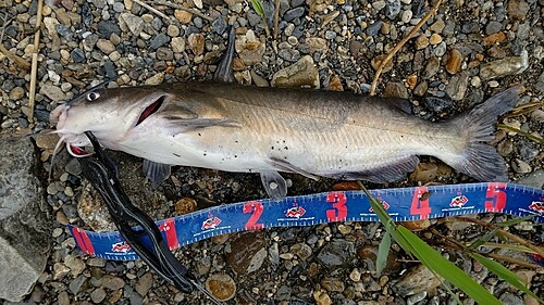 アメリカナマズの釣果