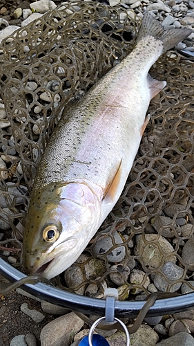 ニジマスの釣果