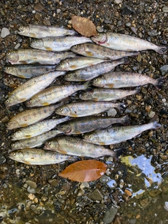 アマゴの釣果