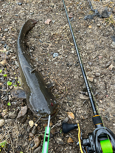 ナマズの釣果