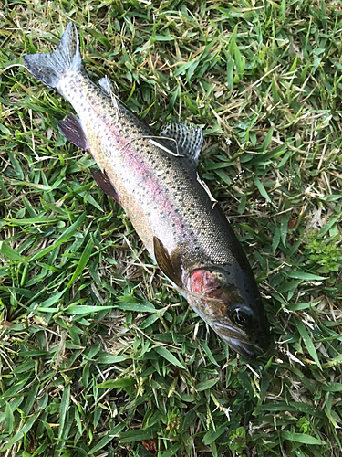 ニジマスの釣果