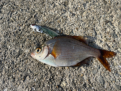 ウミタナゴの釣果