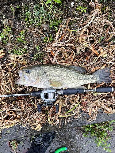 釣果