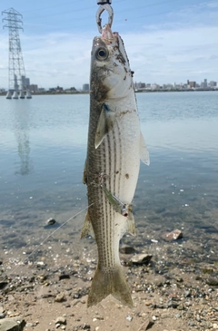 ボラの釣果