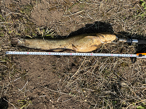 ナマズの釣果