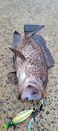 オオモンハタの釣果