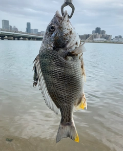 キビレの釣果