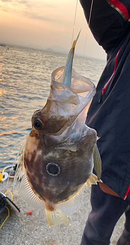 マトウダイの釣果