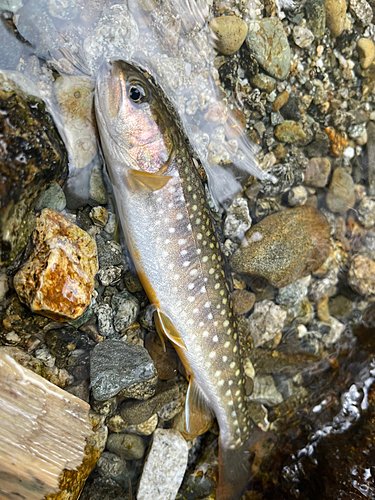 イワナの釣果